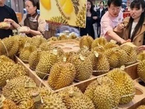 Kéo cả vali đi gom sầu riêng: Người phụ nữ gây sốt khi mua 14kg với giá chỉ 1 triệu đồng