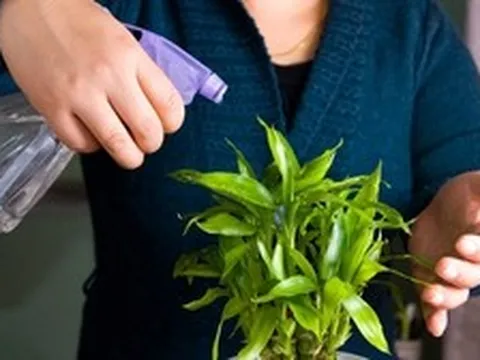 Lời khuyên dành cho gia đình đang trồng cây phát lộc