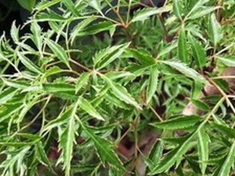 Lời khuyên dành cho những gia đình đang trồng cây đinh lăng