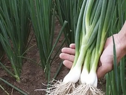 Lời khuyên đến những gia đình đang trồng hành
