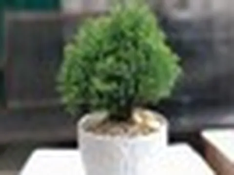 6 loại cây có tác dụng chữa lành, tái tạo năng lượng, giúp gia chủ vui vẻ yêu đời