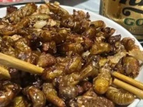 Bắt ve sầu chiên ăn, hàng loạt người ngộ độc