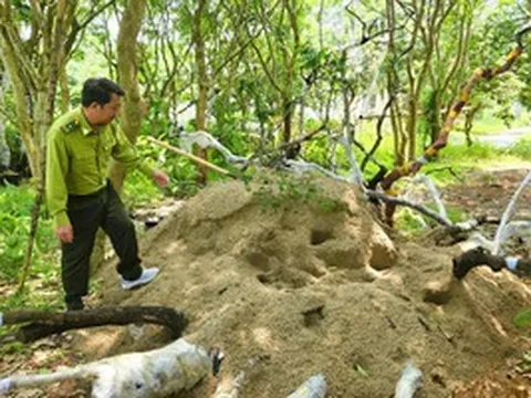 Kiểm lâm Thanh Hóa thu giữ 823 cây, phôi cây muội hồng, sẽ tiêu hủy cây chết