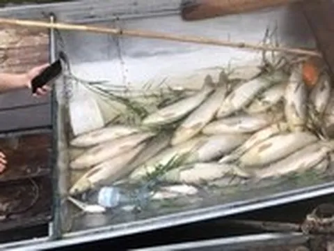Vụ cá chết hàng loạt trên sông Lam: Không phải dịch bệnh thông thường