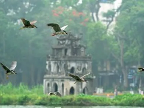 Cảnh tượng ngay tại Hồ Gươm, Hà Nội khiến nhiều người phải thốt lên: Không tin vào mắt mình!