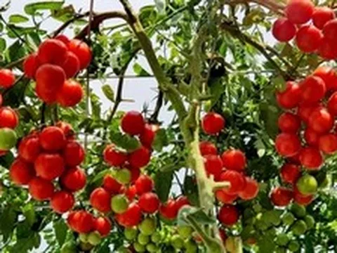 Lời khuyên đến những gia đình đang trồng cây cà chua