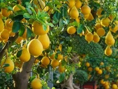 Lời khuyên đến những gia đình đang trồng cây bưởi