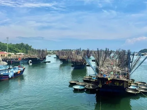 Giá mực xà cao chưa từng có, nhiều tàu cá Quảng Ngãi thu bạc tỷ sau chuyến biển