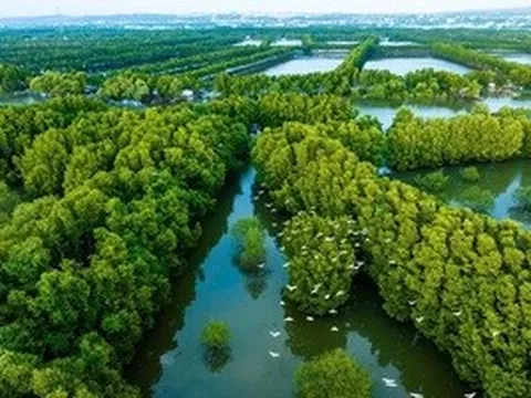 Bất ngờ đàn chim quý hiếm hàng trăm con xuất hiện ở đầm Thị Nại