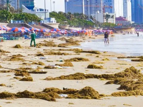 Rong biển phủ kín Bãi Sau Vũng Tàu