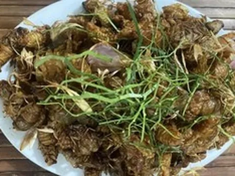 Nghi ngộ độc sau ăn ve sầu, nấm rừng, Bộ Y tế yêu cầu làm rõ nguyên nhân