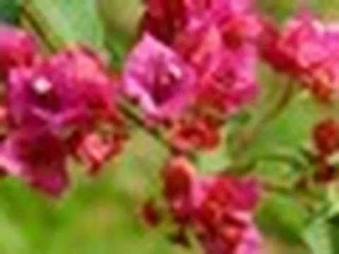 9 lý do tại sao gia đình nào cũng nên trồng cây hoa giấy
