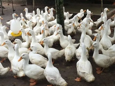 Người phụ nữ 64 tuổi bị bắt vì lái ô tô cán chết đàn vịt