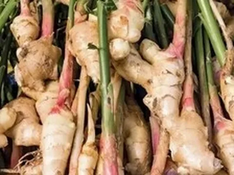 Lời khuyên đến những gia đình đang trồng riềng