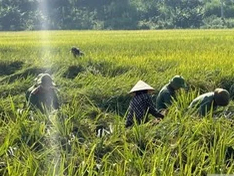 Công an đội mưa xuống đồng cứu lúa và "lá đơn cảm ơn" khiến ai đọc cũng ấm lòng