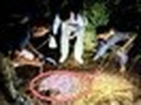 Đang khảo sát trong rừng, chuyên gia sững người khi thấy sinh vật 'hai đầu' kỳ lạ: Chưa từng thấy bao giờ