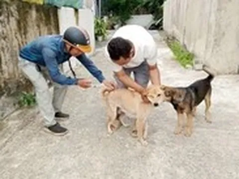 Con chó nghi mắc bệnh dại cắn liên tiếp 6 người ở Nghệ An