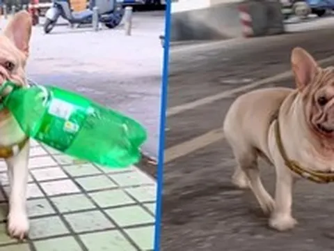 Chú chó đang gây sốt vì kiếm được hàng trăm triệu chỉ nhờ nhặt ve chai