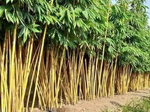 Lời khuyên dành cho những gia đình đang trồng cây tre