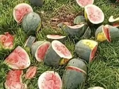 Ruộng dưa hấu của người nông dân nghèo bị chặt tan nát