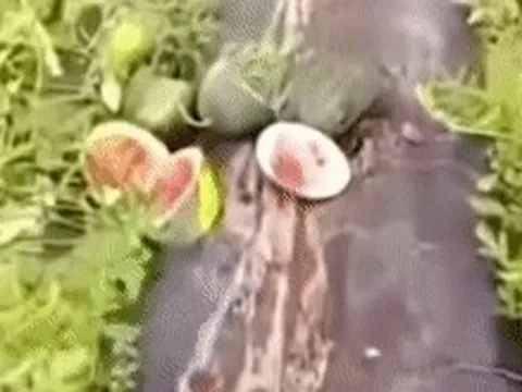 Ruộng dưa hấu sắp cho thu hoạch bất ngờ bị phá nát trong đêm