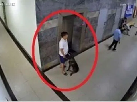 Bị nhắc đeo rọ mõm, chủ chó đánh gục thành viên ban quản trị chung cư