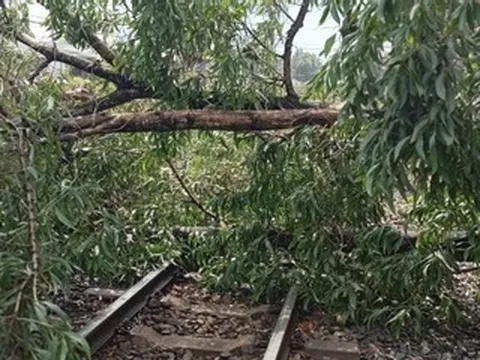 Cây đổ 'vắt' ngang đường ray, nhân viên gác chắn kịp thời cứu đoàn tàu khách