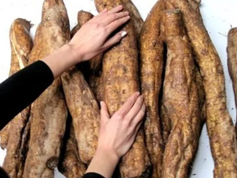 Loại củ Việt được ví như "nhân sâm người nghèo", tốt cho sức khỏe từ trong ra ngoài