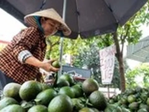 Nền nông nghiệp Việt không thể vận hành bằng may rủi