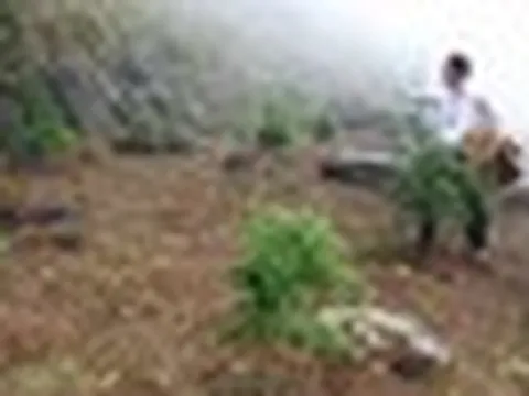 Loại gỗ quý hiếm chỉ 2 quốc gia sở hữu, giới khoa học tìm cách "cứu": Việt Nam còn khoảng 1.000 cây
