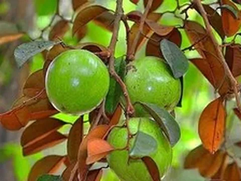 Lời khuyên dành cho các gia đình đang trồng vú sữa