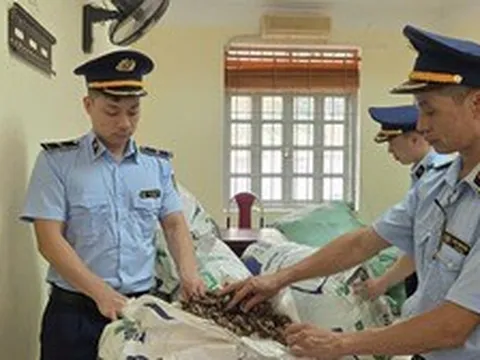 Quản lý thị trường trả lại 80 kg xác ve sầu khô