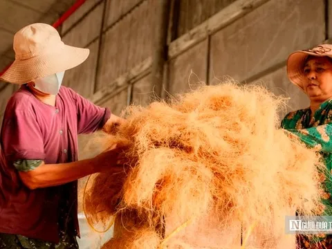Làng xơ dừa lớn nhất miền Tây tất bật ngày đêm