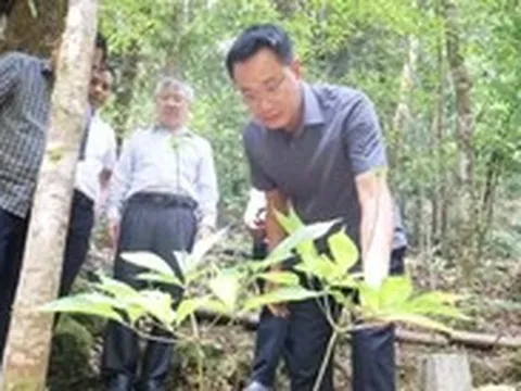 Sắp có đề án lớn về trồng sâm Ngọc Linh, nhà máy chế biến sản phẩm từ sâm