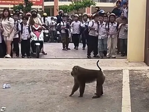 Khỉ hoang 'xuống núi', trêu chọc học sinh, cắn hỏng lốp ô tô