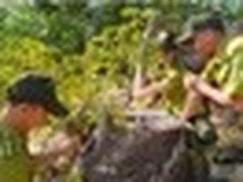 Loại gỗ hiếm bậc nhất thế giới, giới khoa học khẩn cấp bảo tồn: Việt Nam hiện còn khoảng 13 cây cổ thụ