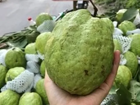 Lời khuyên khi mua ổi