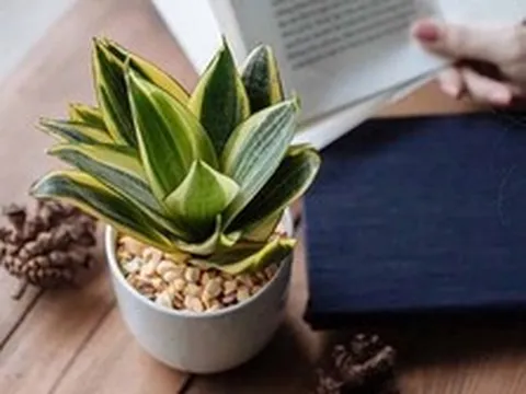 Tại sao mỗi bàn học nên có một chậu lưỡi hổ?