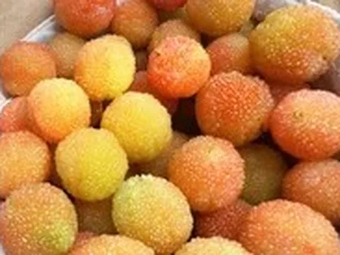 Mùa thanh mai chín rộ ở núi Ngọc Linh, chua chua, ngọt ngọt