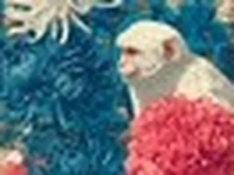 Tử vi ngày mới 14/5: 3 con giáp vận đỏ như son, làm gì cũng may mắn, tài lộc rực rỡ
