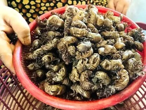 Người dân Gia Lai đổ xô tìm xác ve sầu bán giá cao