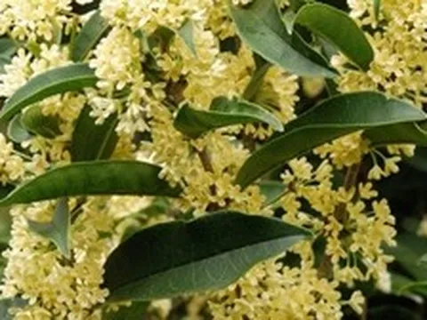 4 lý do người giàu nào cũng trồng một cây mộc hương trong nhà