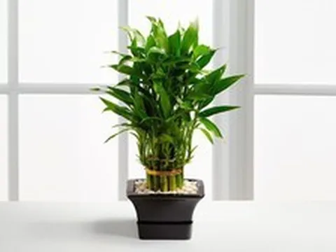 Tại sao mỗi bàn học nên có một chậu trúc phú quý?