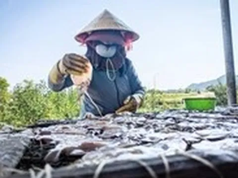 Dân kêu trời vì mùi hôi thối từ 50 cơ sở chế biến mực xà