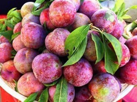 Loại quả chua ngọt đang chín rộ: Người than "nổi mụn", Đông y lại coi là thuốc “sinh tân dịch”, ăn đúng giúp giải nhiệt, đẹp da từ bên trong