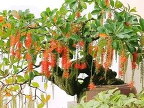 4 lý do nhà giàu thích trồng cây lộc vừng
