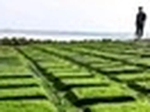 Bãi đá lạ sát bờ biển miền Trung khiến nhiều người đến xem, chủ tịch tỉnh đăng lên Facebook: Cần cẩn thận