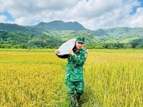Bóng áo lính quân hàm xanh trên cánh đồng lúa vàng ươm