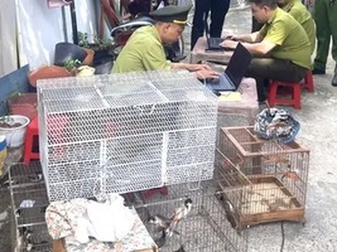 TPHCM: Tạm giữ 28 con chim nuôi nhốt không rõ nguồn gốc