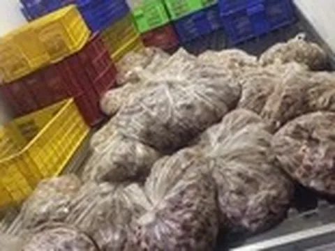Liên tiếp chặn bắt các vụ vận chuyển thịt heo, gà bẩn vào TP.HCM tiêu thụ